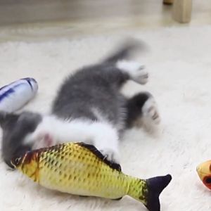 Đồ chơi cho Chó Mèo cá nhồi bông hoạ tiết 3D (mẫu mới) - Hara Pet Store