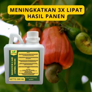 Pupuk Jambu Mede: Cara Menggunakan Pupuk Pelebat & Pupuk Booster