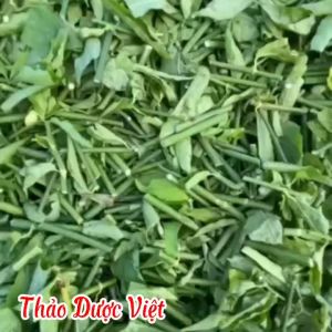 1kg Cây Xương Khỉ (Cây Bìm Bịp) Loại 1 Thảo Dược Việt (Khô Sạch Thơm) - Men Gan Cao Đau Nhức Xương Khớp
