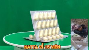 Gà chậm tiêu ăn không tiêu gà chướng diều Giúp Gà Ăn Tốt Tiêu Hóa Nhanh.Hấp Thụ Chất Dinh.Kích Thích Miễn Dịch Đường Ruột.