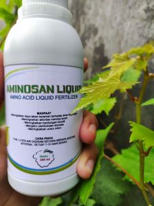 PUPUK ANGGUR AMINOSAN