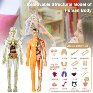 3D Human Body Torso Model for Kid Removable Simulation Organ and Skeleton Detachable Bone Body Anatomy Skeleton Education Models