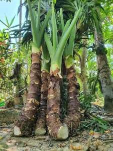 5kg bạc hà núi bao chât lượng hàng tuyển trị ung thư