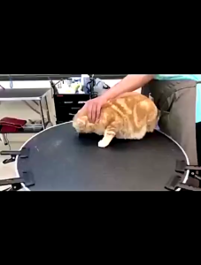 Hạt TODAY DINNER Thức ăn cho chó mèo mọi lứa tuổi bao 5kg