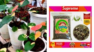 Agriculture Mutasi Genetic