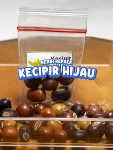 Benih Kecipir Hijau Unggulan Berkualitas biji bibit repack hydroponik hidroponik pot sayuran sayur
