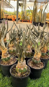 คาปุดเมดูซ่า ไม้สะสม ราคาพิเศษ กราฟ กระถาง3นิ้ว แอสโตรไฟตัม Astrophytum caput medusae