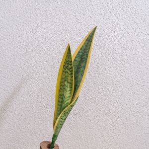 No Watering Required Artificial Snake Plant Indoor Decoration Easy Setup Long-Lasting Quality Sturdy Materials