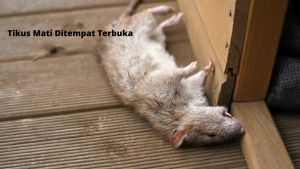 Racun tikus super ampuh mati kering tidak berbau 1 butir mematikan Karatkill 200gr