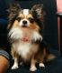 Ooh my dog