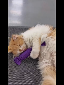 Mini Catnip Bolster Pillow Cat Toy Pillow Candy Bar Catnip Ringing Paper Pet Self Pleasure Kitten Teasing Stick