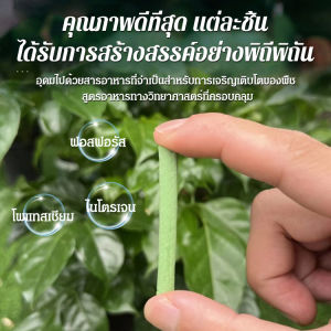 Momai เหล็กอาหารสำหรับพืชเส้นชนิด แท่งสำหรับการปลูกต้นไม้ 120 ราคาที่สุด สำหรับบ้าน