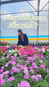 Treeno.9 T483 เวอร์บีน่า แคระ ดอกคละสี (Verbena) กระถาง 8 นิ้ว / สูง 25-30 ซม. /