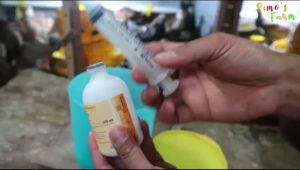 Vaksin Medivac AI H5N1 2.3 dosis 100 ml - untuk sakit tetelo dan flu burung pada ayam - free spuit