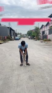Mall Perabot | Sisir Kucing Anjing | Pet Grooming Brush Sisir Perawatan Hewan Peliharaan | Perawatan Hewan