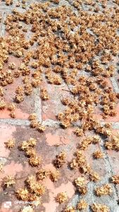 Hạt giống cây ăn trái cóc Thái ( 1 gói 5 hạt ) - VTNT1