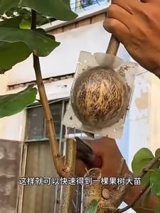 5/30Pcs Plant Rooting Ball High Pressure Propagation Root Growing Box Garden Reusable Cutting Grafting Ball Breeding Equipment