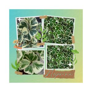 6 นิ้ว ต้นไทรด สาริกาด รูปหัวใจ กระถาง (2 ต้น) ชนิดอื่น ราคาล่าสุด