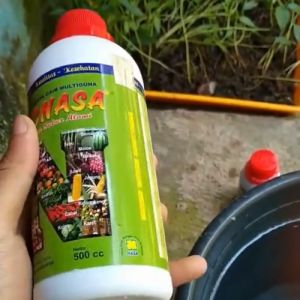Pupuk Pelebat Kacang Panjang / Pupuk Penyubur Kacang Panjang / Obat Penyubur BUah Kacang Panjang ZPT