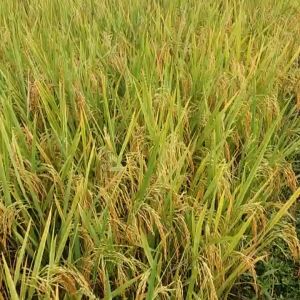 bibit padi sunggal terbaru