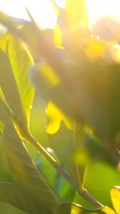 AENNA ปกป้อง ฟื้นฟู บำรุง ครีมกันแดดกันน้ำ 3 คุณสมบัติในหนึ่งเดียว FACIAL SUNSCREEN SPF50+ PA+++ กันน้ำได้ดี UVA/UVB Protection แพ็กคู่สุดคุ้ม