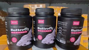 Cám Bessn - Butterfly cho chép sư tử