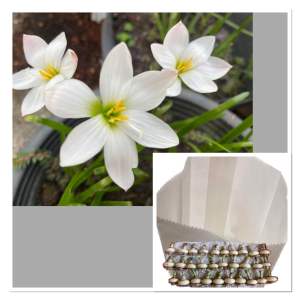 011.หัวดอกบัวดิน Insularum หัวละ 15 บาท