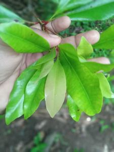 Daun Cengkih Muda Segar (100 Lembar) Penghangat Badan Alami Tradisional Kampung