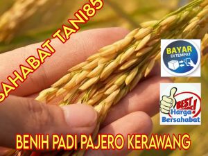 benih padi pajero kerawang 5kg