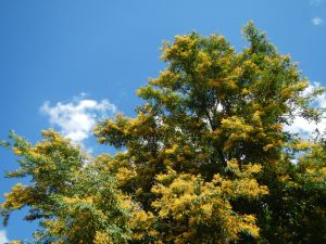 Narra Pterocarpus indicus LIVE PLANT NOT SEED! 1-2FT TALL