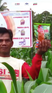 Benih Jagung Bisi 18 1kg Jagung Hibrida F1 Super BISI 18 Kapal Terbang