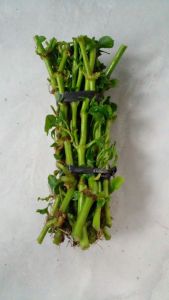 bibit bayam brajil panjang 20cm