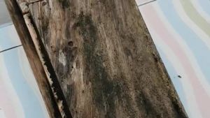 น้ำยาทำความสะอาดไม้ - ทำความสะอาดเนื้อไม้ - คราบราบนไม้ ล้างไม้