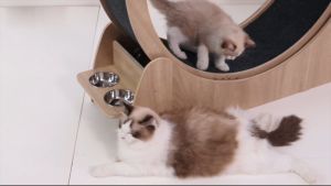 Cat Exercise Wheel Cat Running Wheel Cat Treadmill Wheel Exerciser Cat Wheels for Indoor Cats 4 in 1 Cat Wheel 猫跑步机