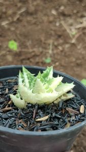 Bunga Hias Hidup Aloe Juvena Varigata Langka