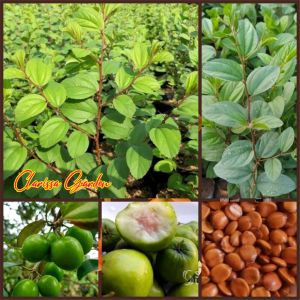BIJI | BENIH TANAMAN BIDARA ARAB SUDAH DI KUPAS