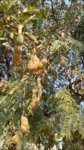 Me Cam Thảo Đích Thực Là Món Ngon Tuyệt Hảo Ăn Là Nghiền