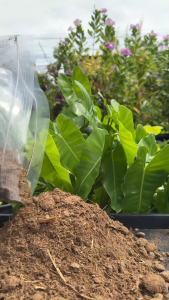 ️เอ็นกรีน ️ขี้วัวนมแท้ 100% สะอาด เนื้อละเอียด