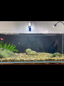 เปลี่ยนน้ำตู้ปลา กาลักน้ำตู้ปลา ที่ดูดขี้ปลา ถ่ายน้ำตู้ปลา ดูดน้ำ ดูดทราย ดูดขี้ปลา น้ำสะอาด ไม่ต้องเคลื่อนย้ายตู้