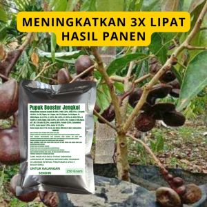 Pupuk Booster Jengkol: Cara Meningkatkan Pertumbuhan Tanaman Jengkol