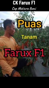 BENIH CABE CABAI KERITING HIBRIDA FARUX F1 ISI 10 GRAM ( 1.600-1.800 butir benih) CAP MUTIARA BUMI