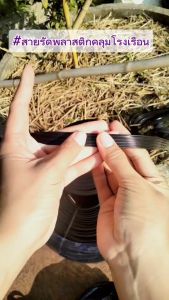 สายรัดโรงเรือน (เส้นไฟเบอร์)(15มม.)ป้องกันพายุ ยึดพลาสติกแน่น (20ม./300ม.)(สินค้าไทย/ออกใบกำกับภาษี)