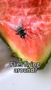 Quick lure MNY Fruit fly killer Fruit fly trap Perangkap lalat Ubat lalat No irritating taste easy to use