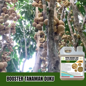 Pupuk Booster Pelebat Buah Duku Poc Agar Cepat Berbuah Manis Dan Segar Nutrisi Pelengkap Anti Hama