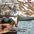 1 Pak (20 Butir) Benih Pohon Bambu Biru Raksasa Langka Kemasan Import Original 100%. 