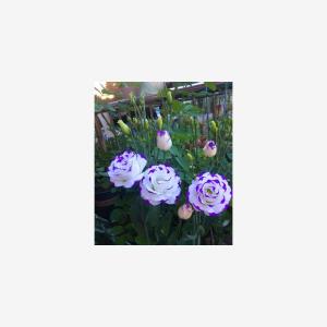 การปลูกดอกไม้ในสวนขนาดเล็กที่บ้าน ดอกไม้ป่าไม่มีขน ดอกไม้สวยงาม อุปกรณ์การปลูกง่าย อุปกรณ์การถ่ายภาพโทรศัพท์มือถือ