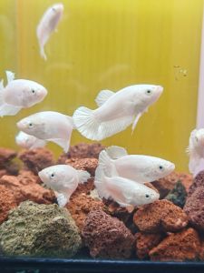 PLATINUM WHITE BETTA / RANDOM PICK