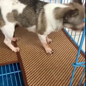 Thảm nằm làm mát cho Chó Mèo bằng sợi tre hình chữ nhật (mẫu mới) - Love Pets Shop