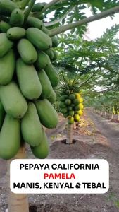 Benih Pepaya California Hibrida PAMELA 1.1 gram Unggul PERMATA HIJAU