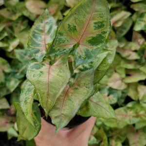 ต้นออมทรัพย์ ในกระถาง 4 นิ้ว ต้นไม้ฟอกอากาศ ต้นไม้มงคล พุ่มสวย ค้าขายร่ำรวย ปลูกในบ้านได้ เสริมดวง เสริมโชคลาภ